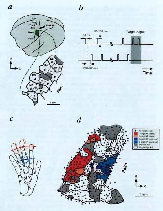 Xiaoqin Wang, Michael Merzenich, Koichi Sameshima & William Jenkins, Nature 1995, 378, 71-75. Red and blue colors indicate multi-digit receptive fields, not found before the training.
