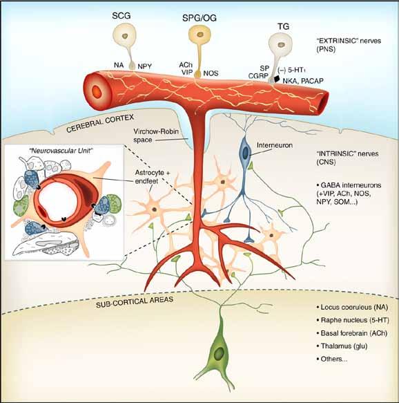Extrinsic and intrinsic innervation of blood vessels affect the neurovascular