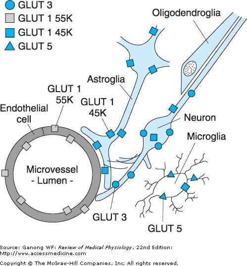 Glucose transport in the brain all cell types express facilitative glucose transporters of the GLUT