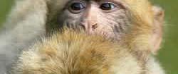 Macaque Zoonotic Concerns Viral