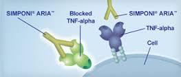 cell communica7on Directs the produc7on of pro- inflammatory molecules An7- TNF therapies