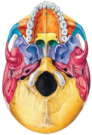 Skull Cranial Bones-Temporal s Temporal s (2): Form the lateral wall and floor of the cranium.