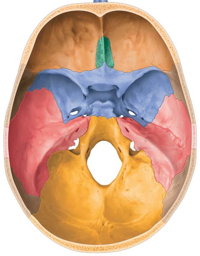 Sella turcica: a depression to accommodate pituitary gland. Lesser wings: Extend horizontally anteriorly to sella turcica.
