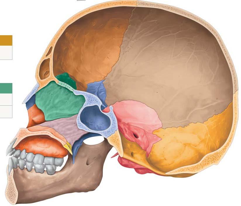 Cribriform plate Horizontal section Skull Cranial Bones-Ethmoid Ethmoid (1): Sponge-like vertically placed in the center of