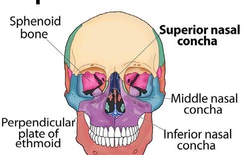 Superior and middle nasal conchae: projections in the nasal cavity cause