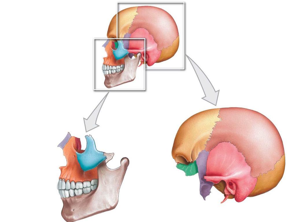 Skull Facial s form the face.cheeks, jaws, nose, orbital cavity, and protect/support the entrances to the digestive and respiratory tracts.