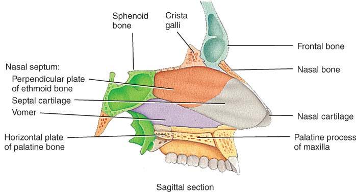 Skull Facial Bones-Nasal s Nasal Nasal s (2): - Forms only the superior part of nose bridge.