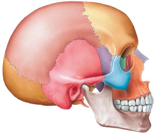 Ramus Angle Body Skull Facial Bones-Mandible Anterior view Mandible (1): Lower jaw the strongest facial and the only movable of the skull. Develops as 2 s fuse before birth.