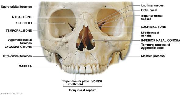 Skull Facial Bones Vomer (1): A triangular, vertical that forms inferior part of the