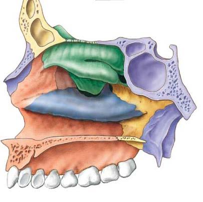 Skull Facial Bones Inferior nasal conchae (2): The largest of the 3 conchae. (* Superior and middle nasal conchae are part of ethmoid).