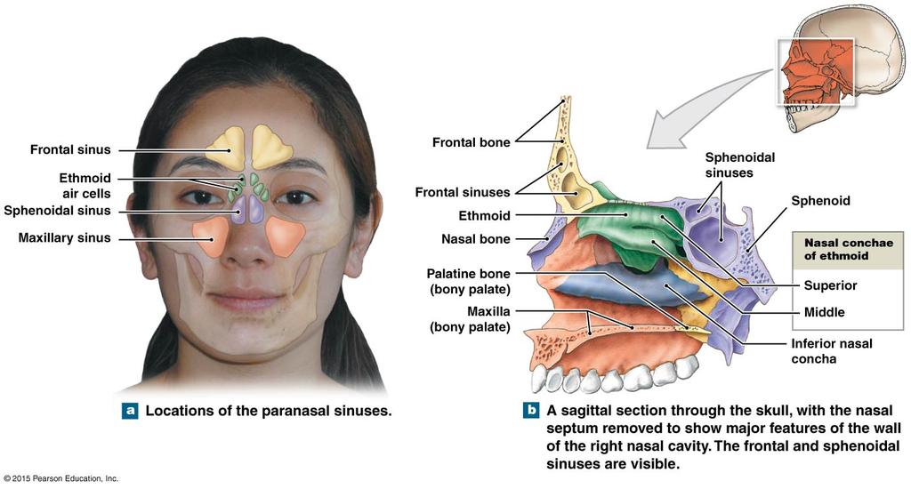 Skull Paranasal Sinuses Paranasal sinus: space in the s around the nose open into the nasal cavities. Examples: Frontal, Ethmoidal, Sphenoidal and Maxillary sinuses. Functions: Make the skull lighter.