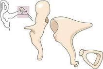 U-shaped. Located between mandible and larynx.