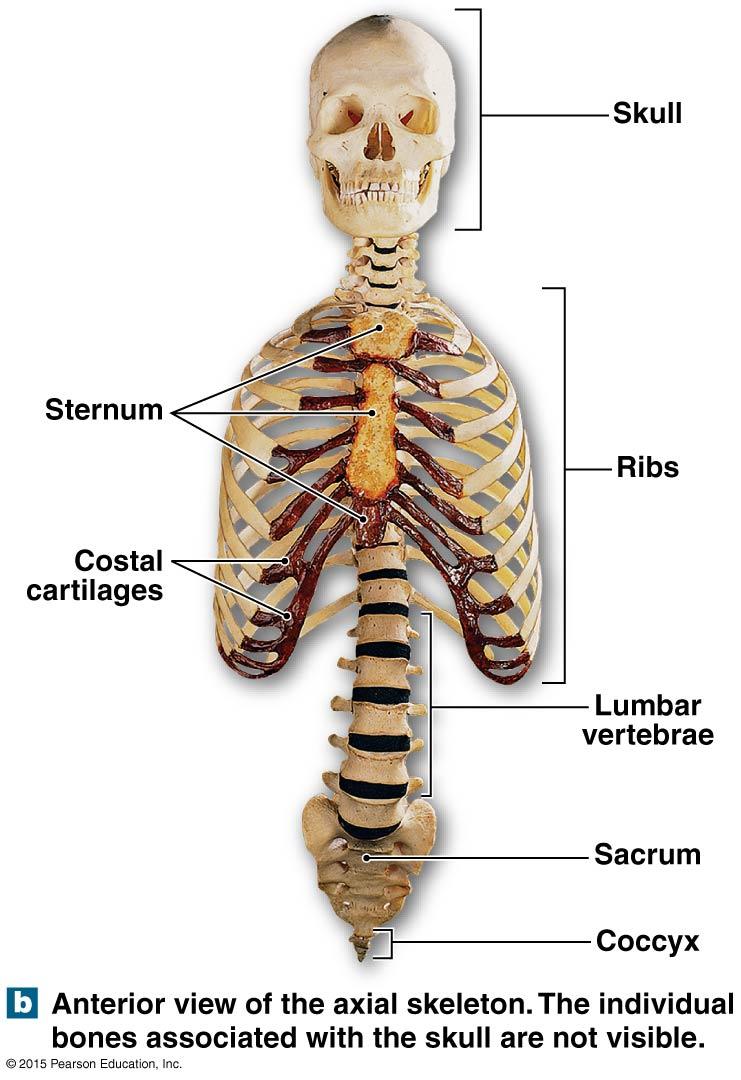 Axial Skeleton Axial system: Skull Hyoid Auditory ossicles