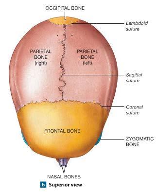 Lateral Cranial s form a box cranial