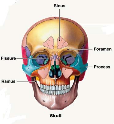 Skull Cranial Bones-Frontal Frontal Supraorbital foramen Frontal sinus- air filled space in the.