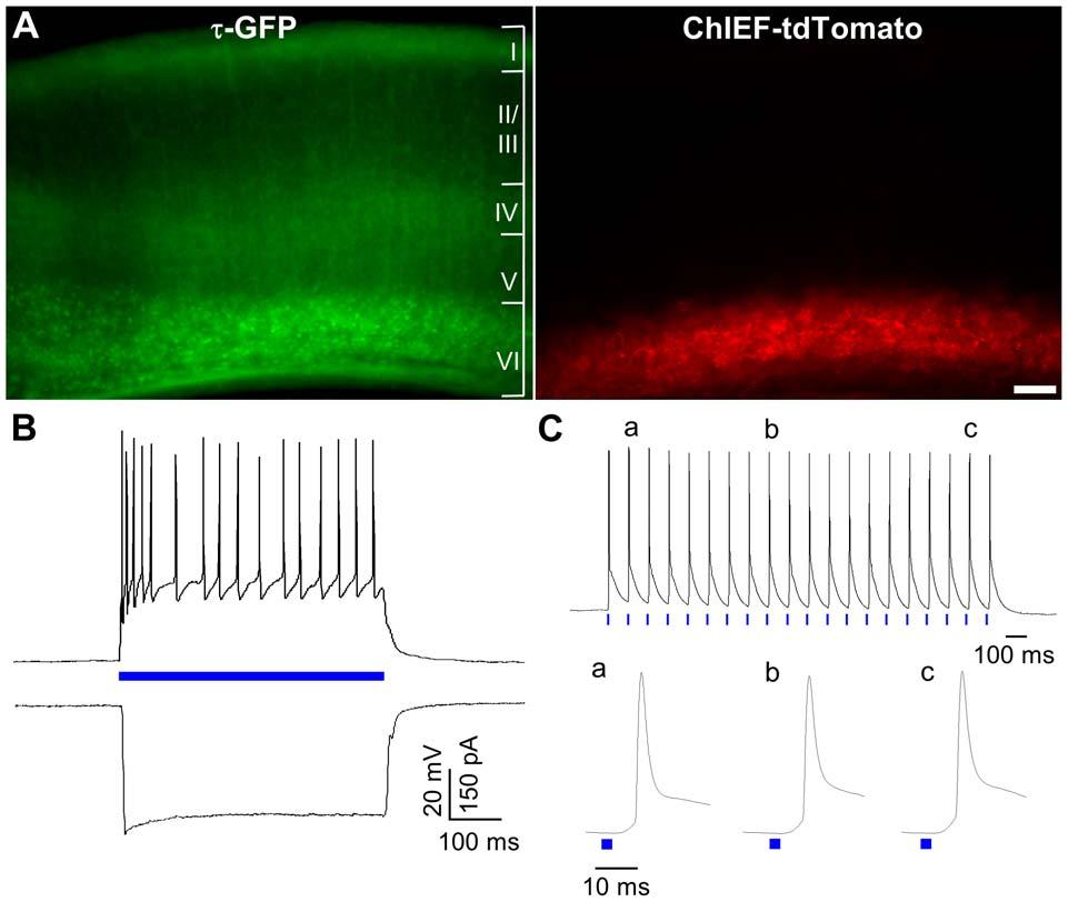 Figure 2. ChIEF-tdTomato expression in the visual cortex of the golli-t-gfp mouse.