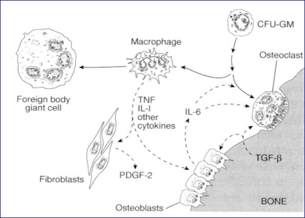 Mechanisms of aseptic loosening in (un)cemented