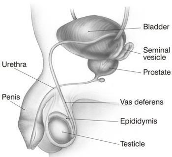Male Reproductive system Sperm is the smallest cell in human