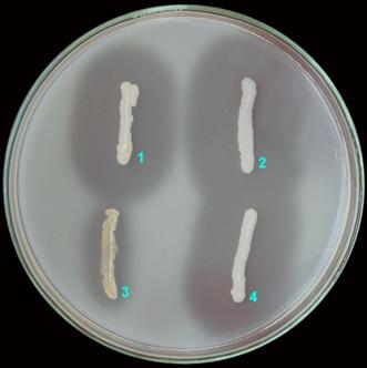 The TLC plates were sterilized by UV lamp for 30 min before enchased in the base nutrient agar. Covered by nutrient agar (46 C) containing Staphylococcus aureus.