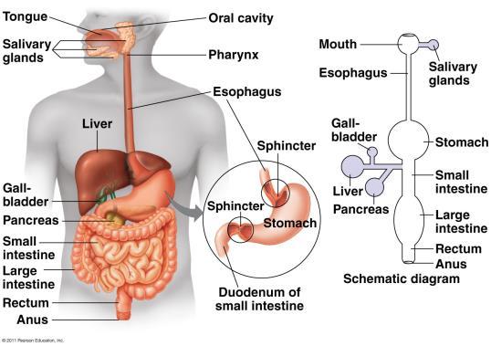 The stomach stores food and continues digestion of proteins. Food is then passed to the small intestine where most digestion and absorption occurs.