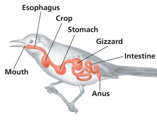 Digestion in Birds p.946 The digestive system of birds is similar to that of mammals with some modifications. Birds have a crop anterior to their stomachs.