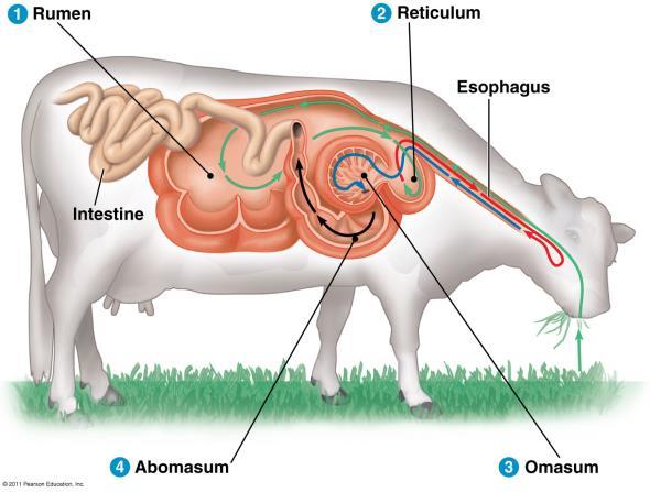 Ruminants have large stomachs were pant material is mixed with bacteria, regurgitated, chewed, and swallowed repeatedly.