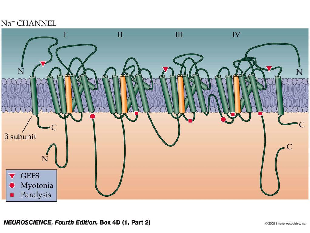 Box 4D(1) Diseases Caused by Altered Ion Channels (Part 2)