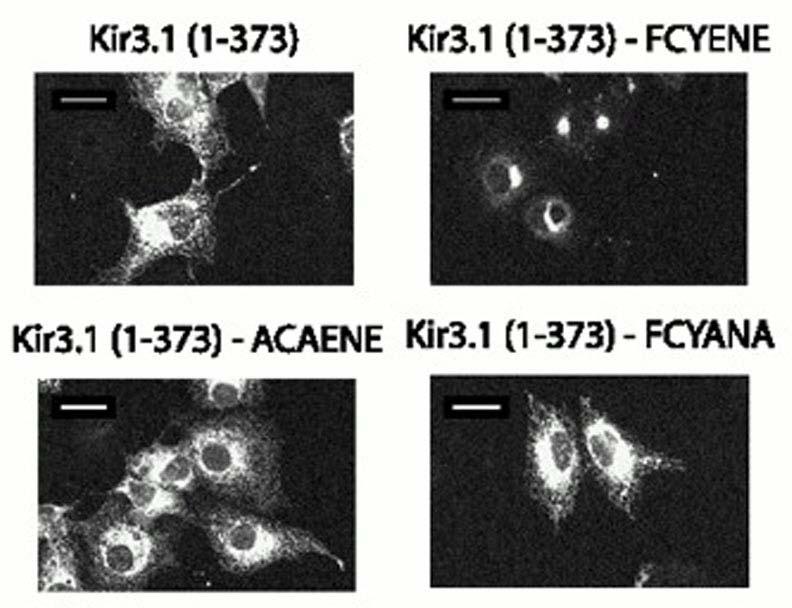Figure 4 FYCENE promotes ER export and surface expression of membrane proteins aa 372-385 of Kir2.