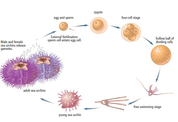 External Fertilization A sperm cell and an egg cell unite outside