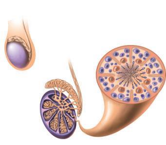 Male Reproductive Structures Each testis contains a mass of coiled tubes called