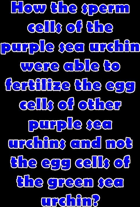 Sea Urchin Example Sperm and