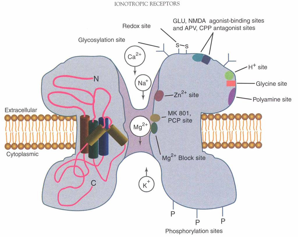 POTENTIAL NMDA RECEPTOR TARGETS Glu, NMDA and competitive antagonist