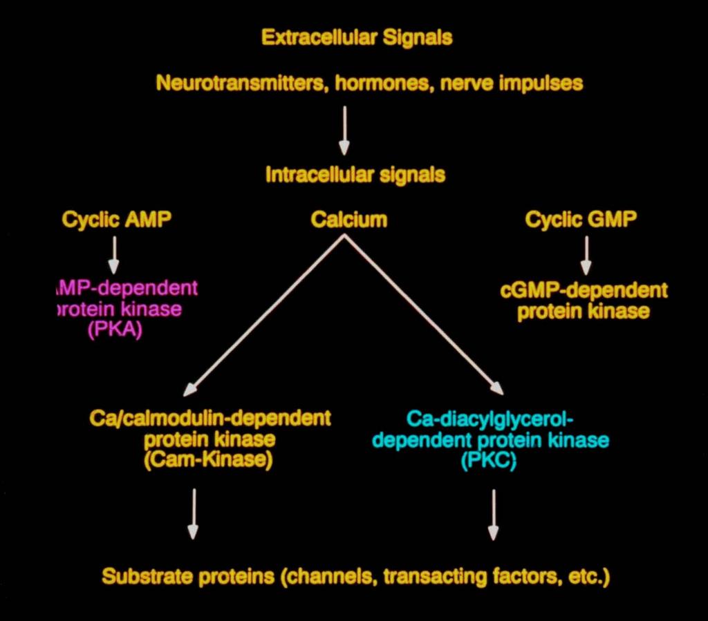 NERVE INJURY CYCLIC AMP Intracellular Signals CALCIUM CYCLIC GMP camp-dependent p Protein kinase (PKA) cgmp-dependent Protein