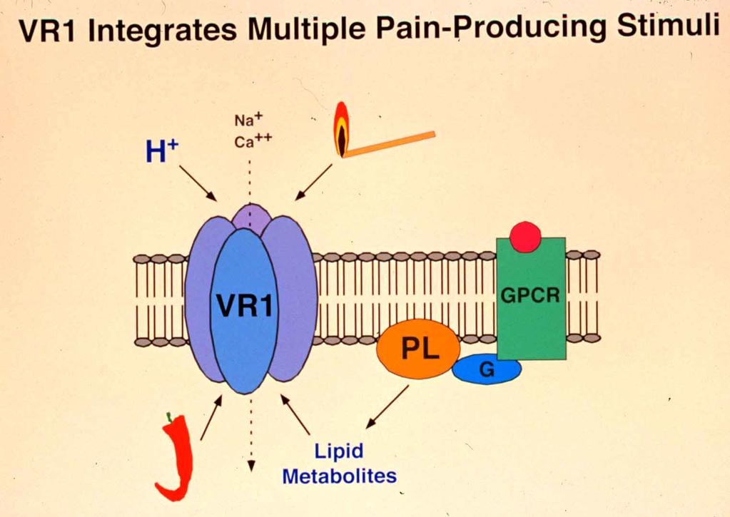 TRPV1/Capsaicin Receptor Integrates Multiple VR1 =