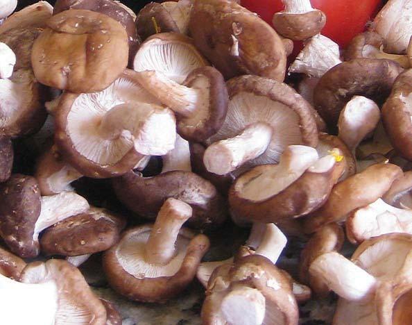 IDSA guidelines for fungi