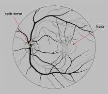 Physiological blind spot Corresponding to the optic n head, 15 ⁰ temporal to the point