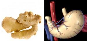 Ginger: Good for your stomach, spleen and intestines.