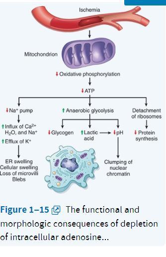 Mitochondrial Damage and Dysfunction Mitochondria are