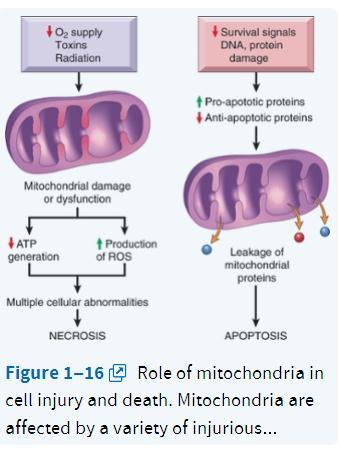 2- Chemical toxins 3- Radiation Mitochondrial damage may result in several biochemical abnormalities: 1- Failure of oxidative phosphorylation leads to progressive depletion of ATP, culminating in