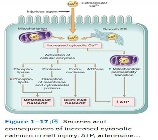 cytosolic Ca 2+ activates a number of enzymes, with potentially deleterious cellular effects.