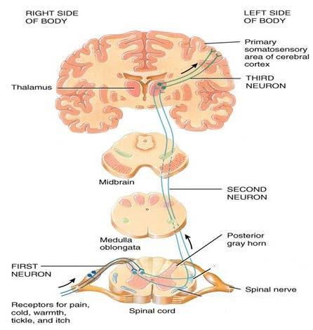 Afferent Sensory Pathways Dorsal gray horn Dorsal root Cerebrum Dorsal root ganglion Going from the receptor to the brain.at least 3 neurons are involved.
