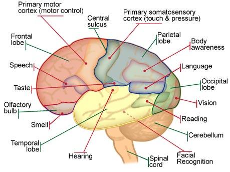 How Does Brain Differentiate Sensations? Pain impulses make brain aware of injuries and infections. Impulses from eye, ear, nose and tongue make brain aware of what you saw, heard, smelled or tasted.