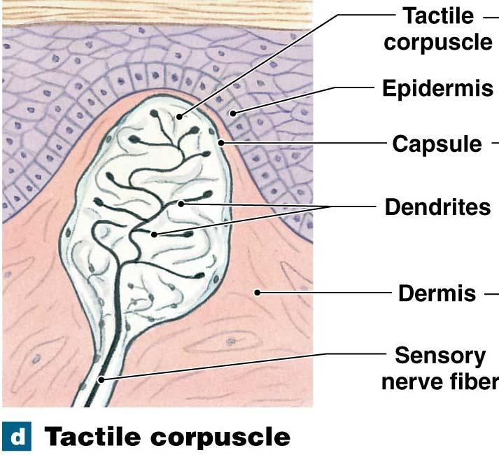 nerve endings Tactile receptors on skin General senses: Monitor simpler, general outside/inside