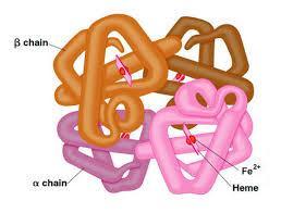 variants) Inadequate amounts of hemoglobin chains