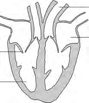 (d) The diagram shows a section through a heart.