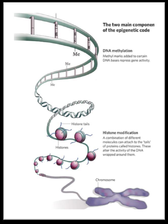 Epigenetic adaptation Epigenetics is the study of changes in gene expression without changes to the