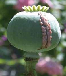 Opioids 101 Opium Poppy Plant Opiates: A type of pain medication that is naturally occurring.
