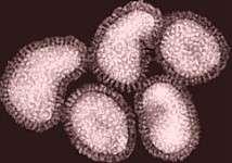 RNA-containing Viruses Influenza causes acute upper respiratory disease in humans, usually