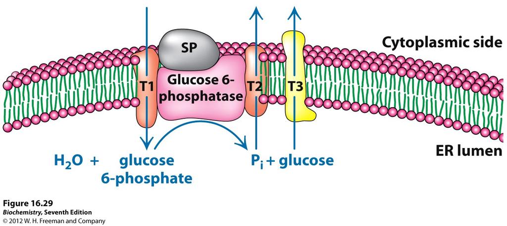 Glucose 6-phosphate is converted to glucose in the ER by