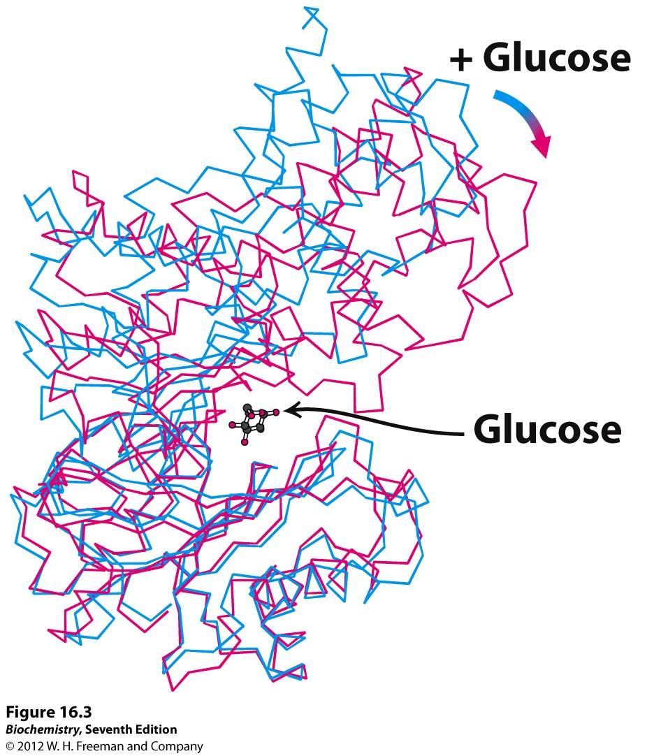 Hexokinase places glucose into a cleft and then
